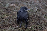 Kauw-20260525g14401A1A3571acrfb-Tuin.jpg