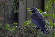 Kauw-20260525g14401A1A3633acrfb-Tuin.jpg