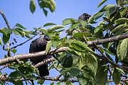 Kauw-20260610g14401A1A4316acrfb-Tuin.jpg