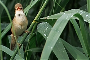 Kleine-karekiet-20250605g14401A1A9703atcrfb-Rondgors.jpg