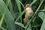 Kleine-karekiet-20250605g14401A1A9712atcrfb-Rondgors.jpg