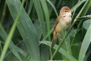 Kleine-karekiet-20250605g14401A1A9718atcrfb-Rondgors.jpg