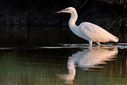 Kleine-zilverreiger-20240729g14401A1A3641atcrfb-Scherpenisse.jpg