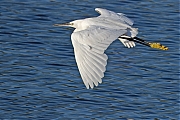 Kleine-zilverreiger-20240729g14401A1A3794atcrfb-Scherpenisse.jpg