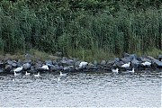 Kleine-zilverreiger-20240805g14401A1A4029atcrfb-Scherpenisse.jpg