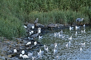 Kleine-zilverreiger-20240805g14401A1A4069atcrfb-Scherpenisse.jpg