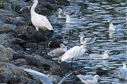 Kleine-zilverreiger-20240805g14401A1A4084btcrfb-Scherpenisse.jpg