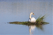 Knobbelzwaan-20260522g14401A1A3526acrfb-Calfven.jpg