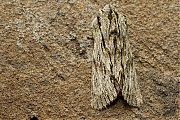 Kromzitter-Asteroscopus-sphinx-20131105g800IMG_9233a.jpg