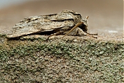 Kromzitter-Asteroscopus-sphinx-20131105g800IMG_9254a.jpg