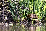 Lettersierschildpad-20260425g14401A1A1749aghcrfb-Krochten.jpg