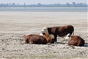 Markiezaatsmeer-20260810g14401A1A6308acrfb-Markiezaatsmeer-BoZ.jpg