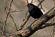 Merel-20250401g14401A1A5111atcrfb-Oude-Buisse-Heide.jpg