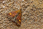 Muntvlinder-Pyrausta-aurata-20150613g1280IMG_0095a.jpg