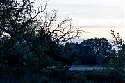 Nachtzwaluw-20260622g14401A1A4696avcrfb-Oude-Buisse-Heide.jpg