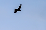 Nachtzwaluw-20260622g14401A1A4736avcrfb-Oude-Buisse-Heide.jpg