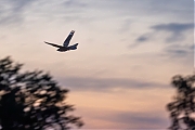 Nachtzwaluw-20260622g14401A1A4779avghcrfb-Oude-Buisse-Heide.jpg