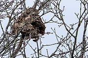 Nest-20260131g14401A1A7411acrfb-Beneden-Moeren.jpg