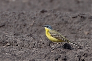 Noordse-kwikstaart-20260504g14401A1A2623avghcrfb-Broskens.jpg