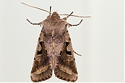 Nunvlinder-Orthosia-gothica-20140330g800IMG_2245a.jpg