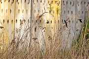 Oeverzwaluw-20260417g14401A1A0927ovcrfb-Jachthaven-Etten-Leur.jpg