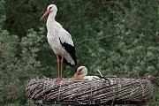 Ooievaar-20250421g14401A1A6865atcrfb-Effen-Overa.jpg