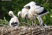 Ooievaar-20250613-b-20250613g14401A1A0695avcrfb-Effen-Overa.jpg
