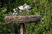 Ooievaar-20250613g14401A1A0675avcrfb-Effen-Overa.jpg