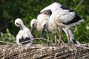 Ooievaar-20250613g14401A1A0695avcrfb-Effen-Overa.jpg