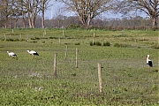 Ooievaar-20260426g14401A1A1932acrfb-Bleeke-Heide.jpg
