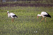 Ooievaar-20260426g14401A1A1939acrfb-Bleeke-Heide.jpg