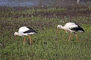 Ooievaar-20260426g14401A1A1952acrfb-Bleeke-Heide.jpg