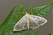 Parelmoermot-Pleuroptya-ruralis-20130824g800IMG_9475a.jpg