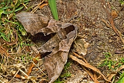 Pauwoogpijlstaart-Smerinthus-ocellata-20150605g1280IMG_9674a.jpg