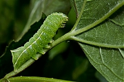 Piramidevlinder-Amphipyra-pyramidoides-20130530g800IMG_6073a.jpg