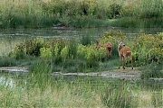 Ree-20240909g14401A1A6797apsvcrfb-Noordwaardpolder.jpg