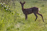 Ree-20260504g14401A1A2587bcrfb-Broskens.jpg