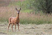 Ree-20260529g14401A1A3929avcrfb-Maatjes.jpg