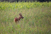 Ree-20260721g14401A1A5356avcrfb-Korhoenderpad.jpg