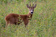 Ree-20260721g14401A1A5447avcrfb-Korhoenderpad.jpg