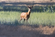 Ree-20260808g14401A1A6099dvghcrfb-Maatjes.jpg