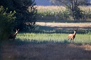Ree-20260808g14401A1A6099ovghcrfb-Maatjes.jpg