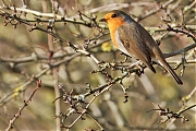 Roodborst_20241119g14401A1A0111atcrfb_Oude_Buisse_Heide_kopie.jpg