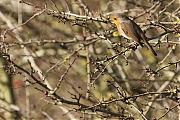 Roodborst_20241128g14401A1A0111atcrfb_Oude_Buisse_Heide_kopie.jpg