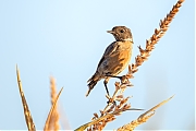 Roodborsttapuit-20260813g14401A1A6455avcrfb-Maatjes.jpg
