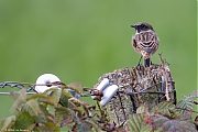Roodborsttapuit-20260921g14401A1A7094avcrfb-Bakkersmeer.jpg