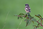 Roodborsttapuit-20260921g14401A1A7107avcrfb-Bakkersmeer.jpg
