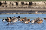 Rosse-grutto-20250519g14401A1A8483avdrfb-Schakerloopolder.jpg