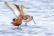 Rosse-grutto-20260427g14401A1A2260avghcrfb-Schakerloopolder.jpg