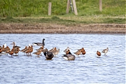 Rosse-grutto-20260427g14401A1A2263avcrfb-Schakerloopolder.jpg